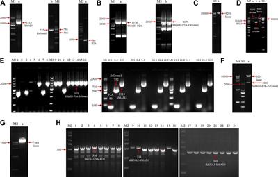 Parabolic relationship between SMAD3 expression level and the reprogramming efficiency of goat induced mammary epithelial cells